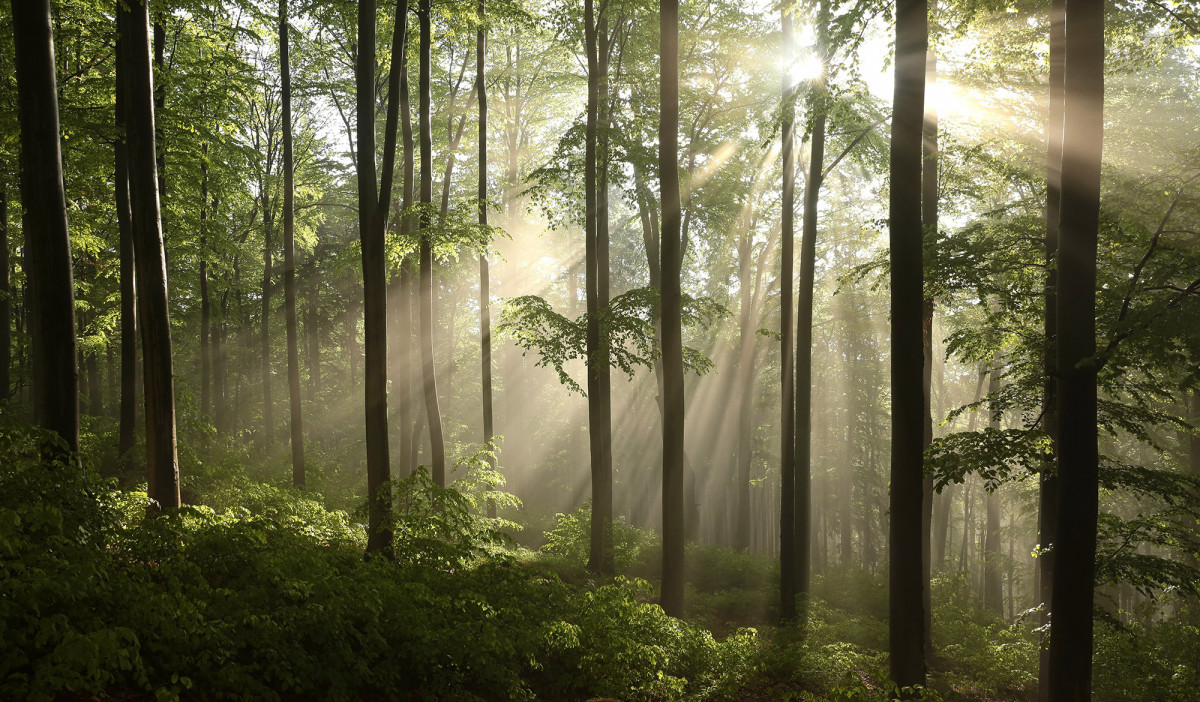 Spring beech forest after a few days of rain in a foggy morning